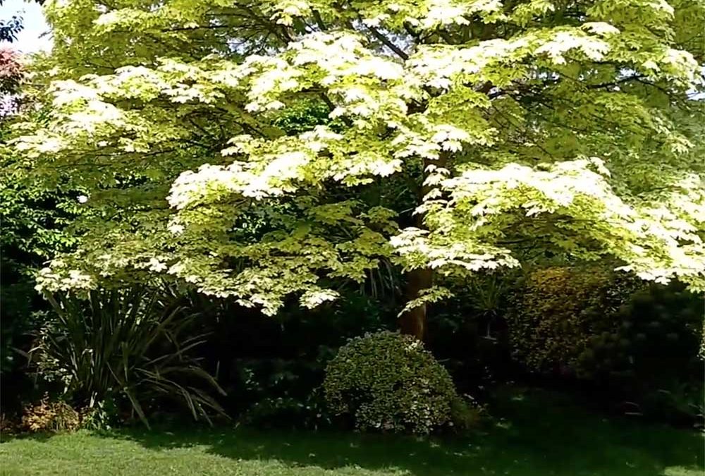 A Country Garden