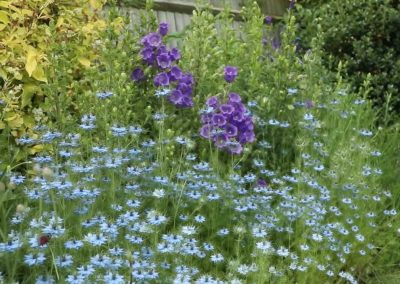 The Vicarage Garden